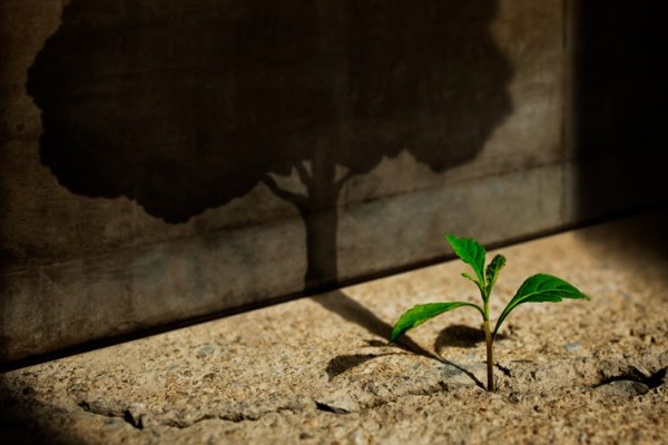 sprout-tree.jpg